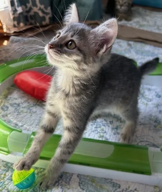 A baby small-sized female Domestic Short Hair cat named Sally for adoption in Santa Cruz, CA