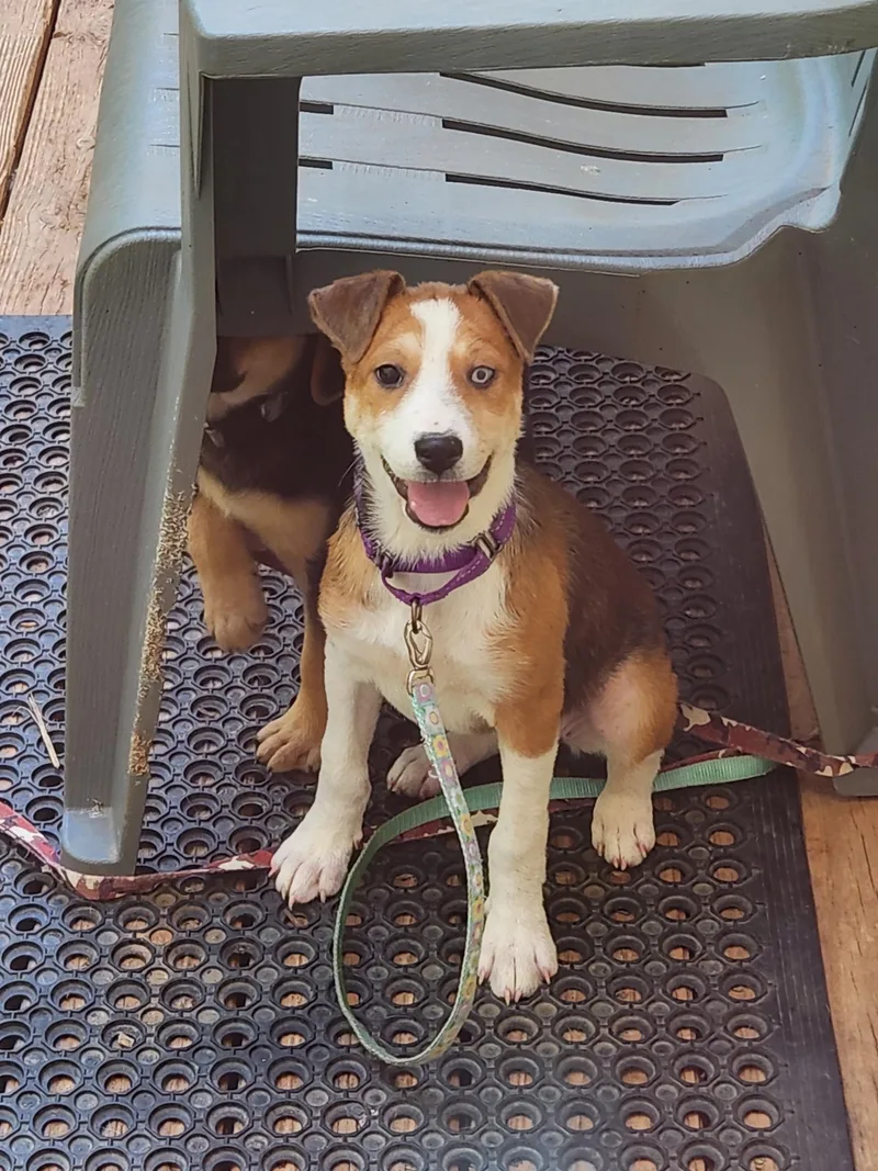 A baby medium-sized female Brown / Chocolate Beagle dog named Reba for adoption in Troutman, NC
