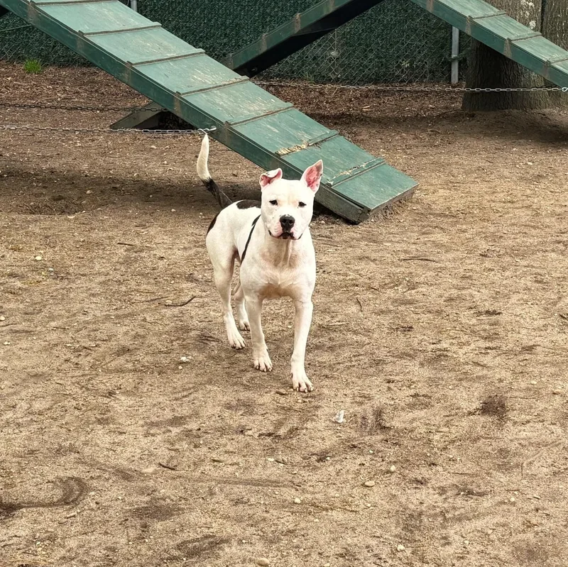 A young medium-sized male Mixed Breed dog named Jojo for adoption in Brookhaven, NY