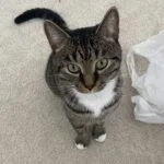 An adult medium-sized male Tabby (Brown / Chocolate) Domestic Short Hair cat named Tom for adoption in Winter Haven, FL