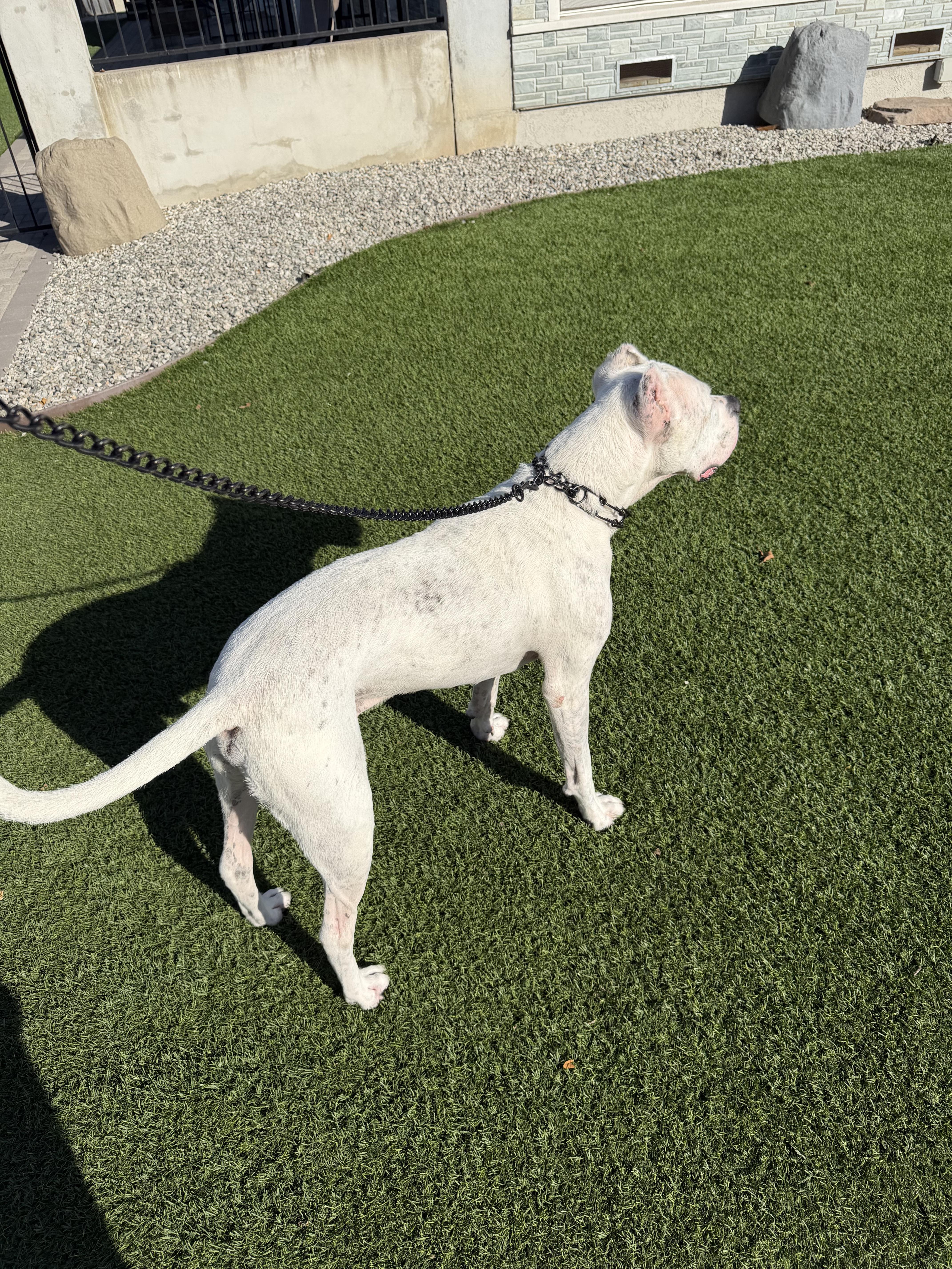 An adult large-sized male White / Cream Dogo Argentino dog named Ace for adoption in Pacific Palisades, CA