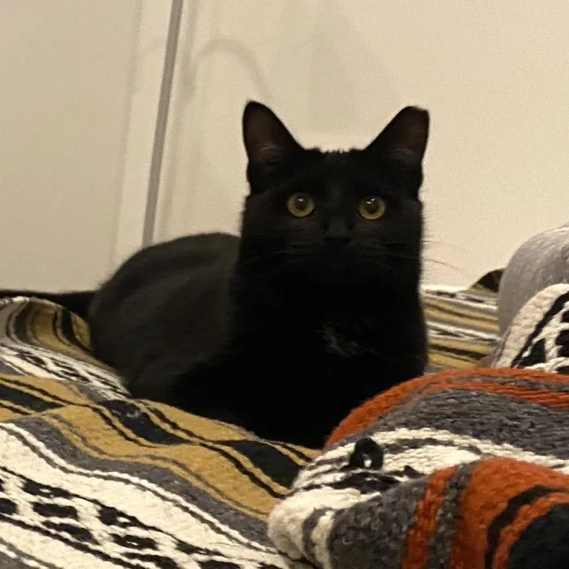 An adult extra large-sized female Black American Shorthair cat named Bella for adoption in Freeport, FL