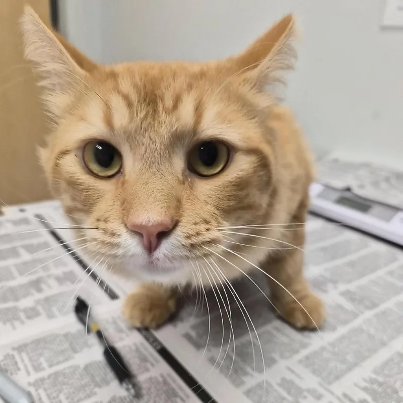 An adult large-sized male Orange / Red Domestic Short Hair cat named Pongo for adoption in Jacksonville, FL