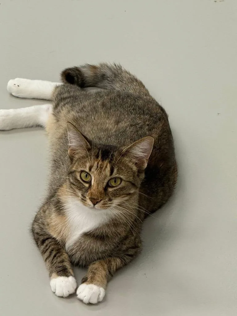 A young small-sized female Domestic Short Hair cat named Minette for adoption in Dalton, GA