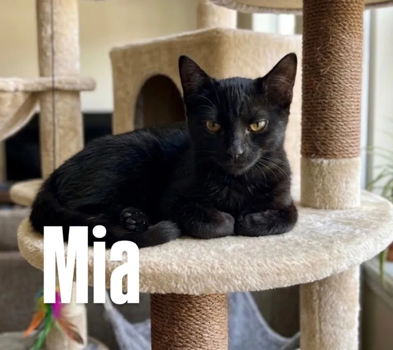 A young medium-sized female Black Domestic Short Hair cat named Mia for adoption in Chandler, AZ