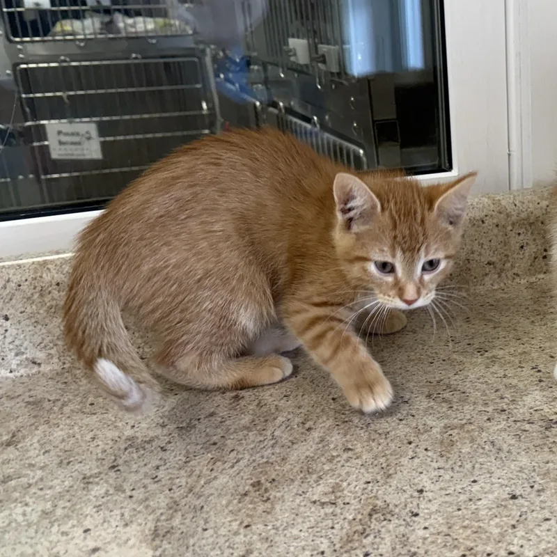 A baby medium-sized female Tabby (Orange / Red) Domestic Short Hair cat named Maple for adoption in La Crescent, MN