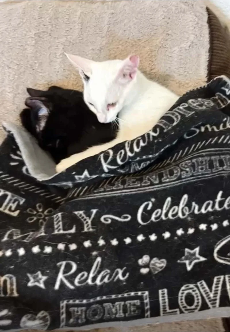 A young medium-sized female Black Domestic Medium Hair cat named Aliyah Limon Bonded To for adoption in Chandler, AZ