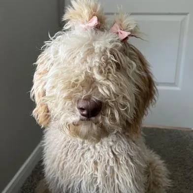 An adult medium-sized female Golden Poodle dog named Luna for adoption in Liverpool, TX