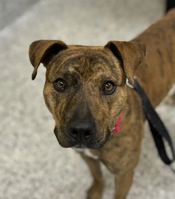 An adult medium-sized male Pit Bull Terrier dog named Tiger for adoption in Golden, CO