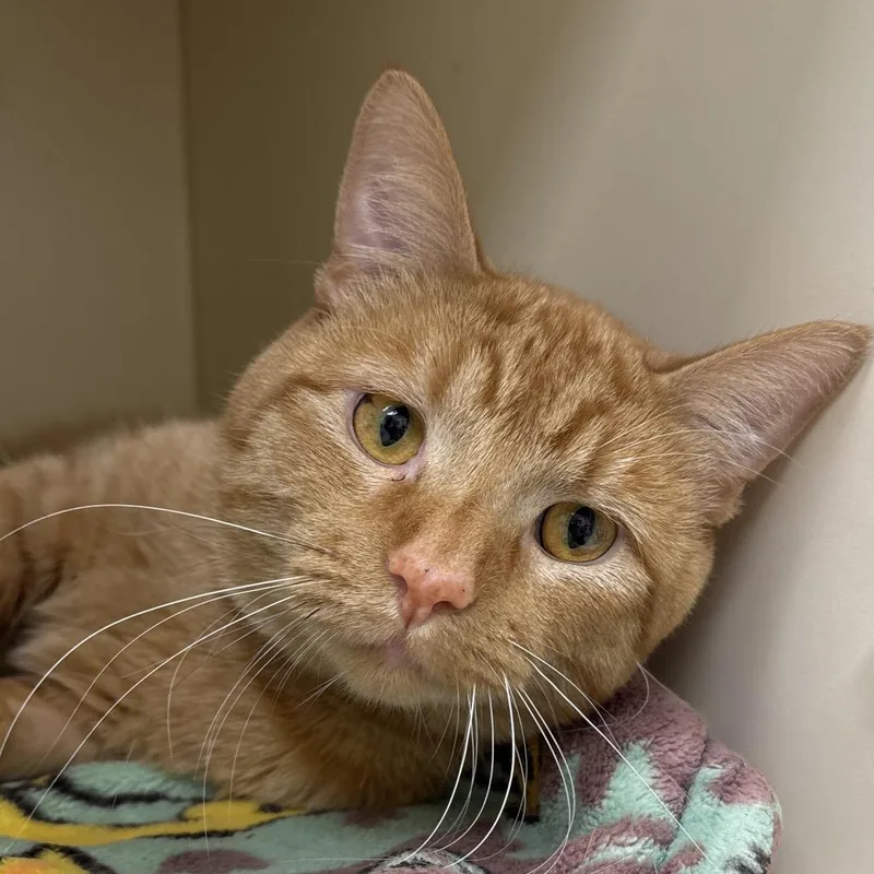An adult large-sized male Domestic Short Hair cat named Grits Coming Soon! for adoption in Naperville, IL