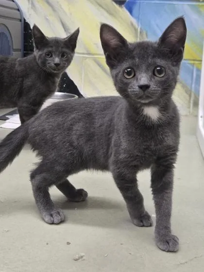A baby small-sized female Domestic Short Hair cat named Gray for adoption in Savannah, GA
