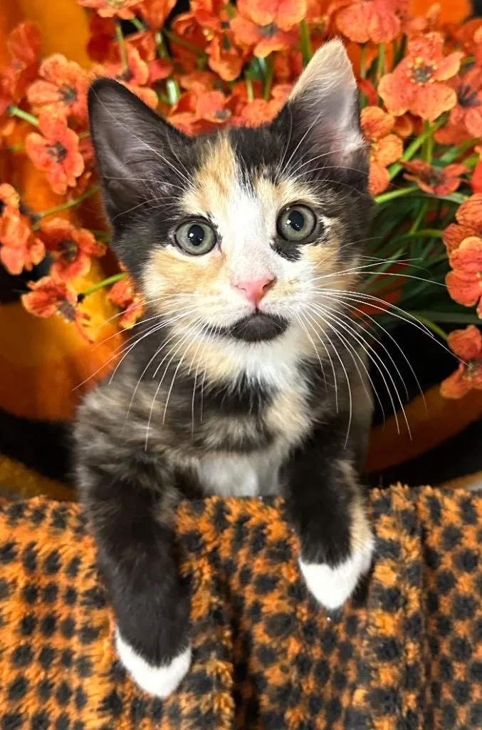Hazel