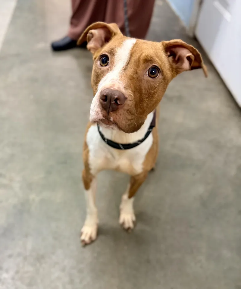 A young medium-sized female Pit Bull Terrier dog named Penny for adoption in Petersburg, VA
