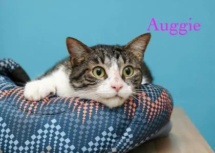 An adult large-sized male Domestic Short Hair cat named Auggie for adoption in Parma, OH