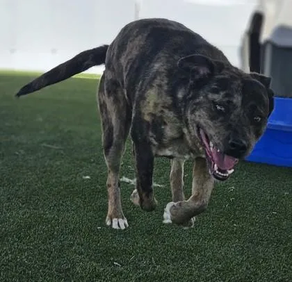 An adult medium-sized female Catahoula Leopard Dog dog named Miss May for adoption in Edgewood, NM