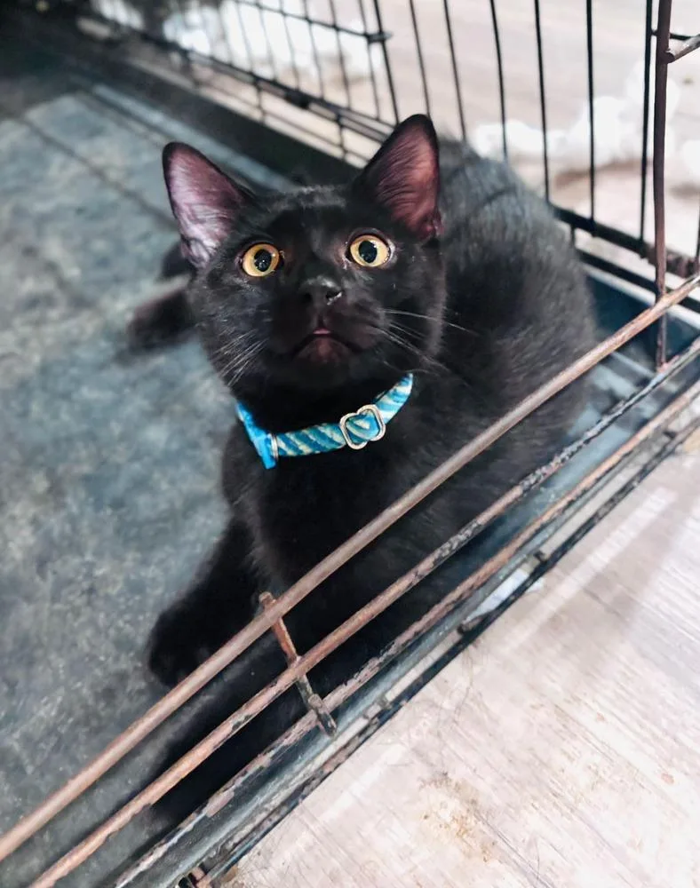 A baby large-sized male Black Domestic Short Hair cat named Shadow for adoption in Milton, DE