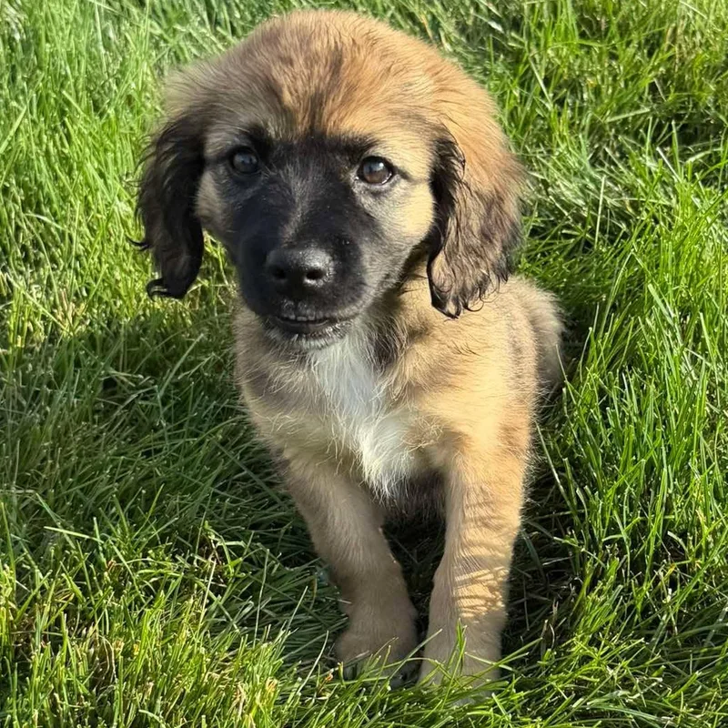 A baby medium-sized female Tricolor (Brown, Black, & White) Australian Shepherd dog named Lady B for adoption in Rochester, NY