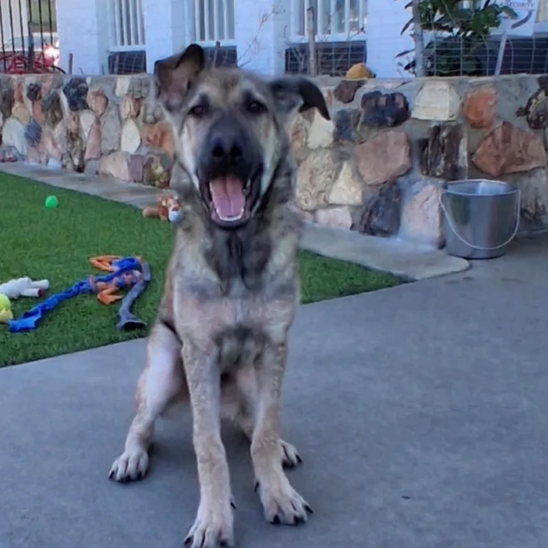 A baby large-sized male Yellow / Tan / Blond / Fawn German Shepherd Dog named Cash for adoption in Castle Pines, CO