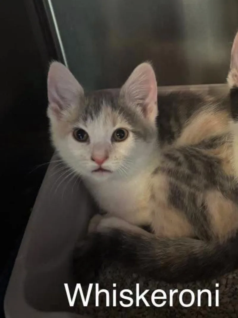 A baby small-sized male Dilute Calico Domestic Short Hair cat named Whiskeroni for adoption in Topsham, ME