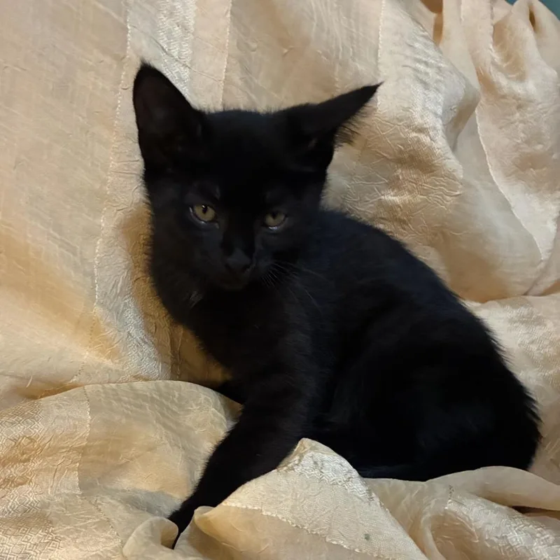 A baby small-sized male Black American Shorthair cat named Clue for adoption in Newberg, OR