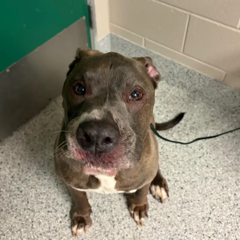 A senior extra large-sized male Brindle Pit Bull Terrier dog named Royal for adoption in Reno, NV