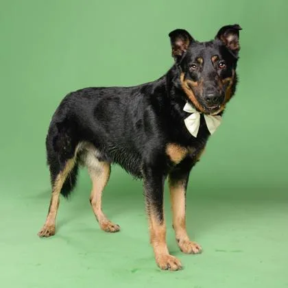 An adult large-sized male Mixed Breed dog named Kerrigan for adoption in Atlanta, GA