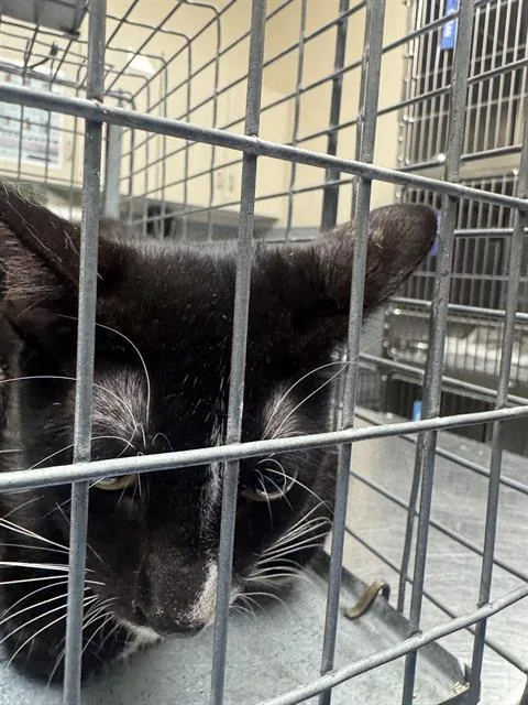 A young small-sized female Domestic Short Hair cat named Boba for adoption in Las Vegas, NV
