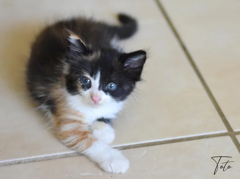 Toto thumbnail 2
