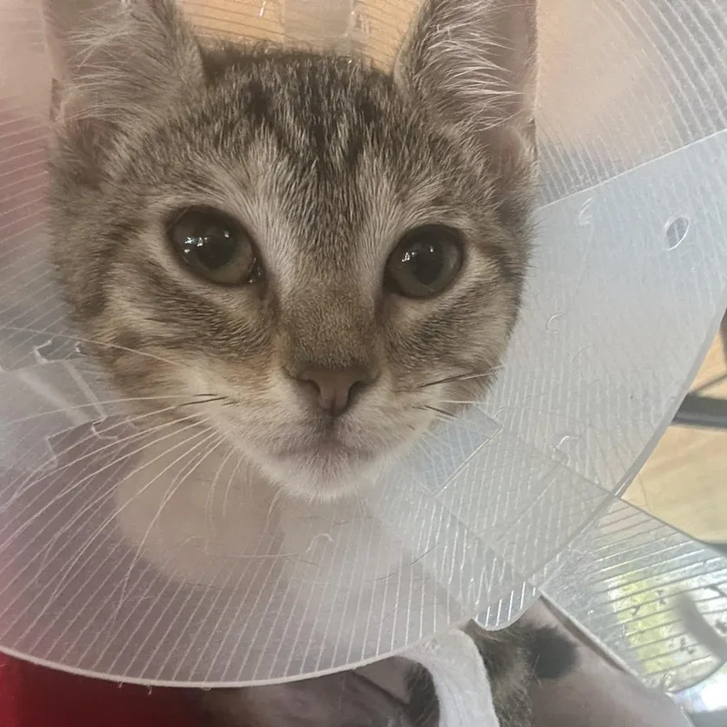 A baby small-sized female Brown / Chocolate Domestic Short Hair cat named Regina for adoption in Leander, TX