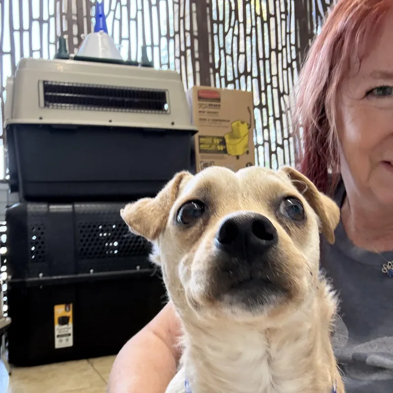 A young small-sized male Apricot / Beige Chihuahua dog named Thomas for adoption in El Segundo, CA