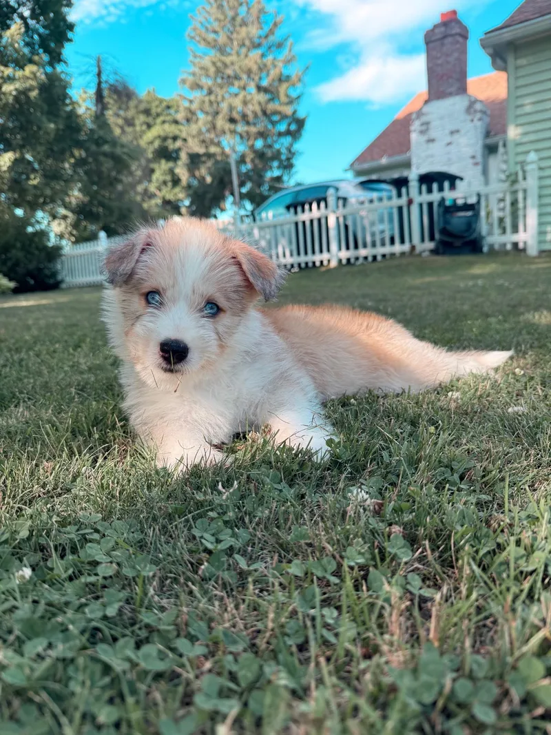 A baby medium-sized male Husky dog named Rusty for adoption in Cherry Valley, MA