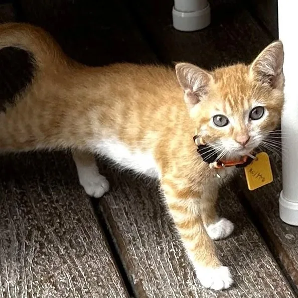 A baby medium-sized male Tabby cat named Milton  Handsome and for adoption in Hoquiam, WA
