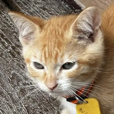 Milton  Handsome and thumbnail 3