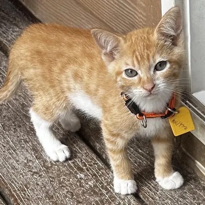 Milton  Handsome and thumbnail 5