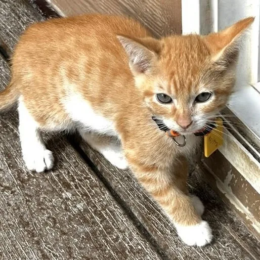 Milton  Handsome and thumbnail 6