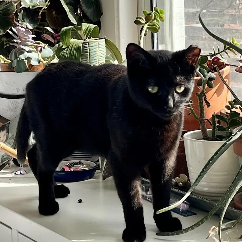 A baby medium-sized male Black Domestic Short Hair cat named Benito for adoption in CHICAGO, IL