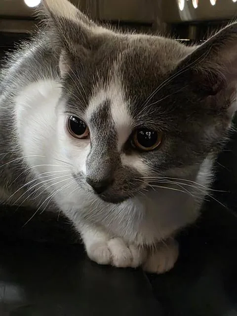 A baby small-sized female Domestic Short Hair cat named Tulip for adoption in Aliquippa, PA