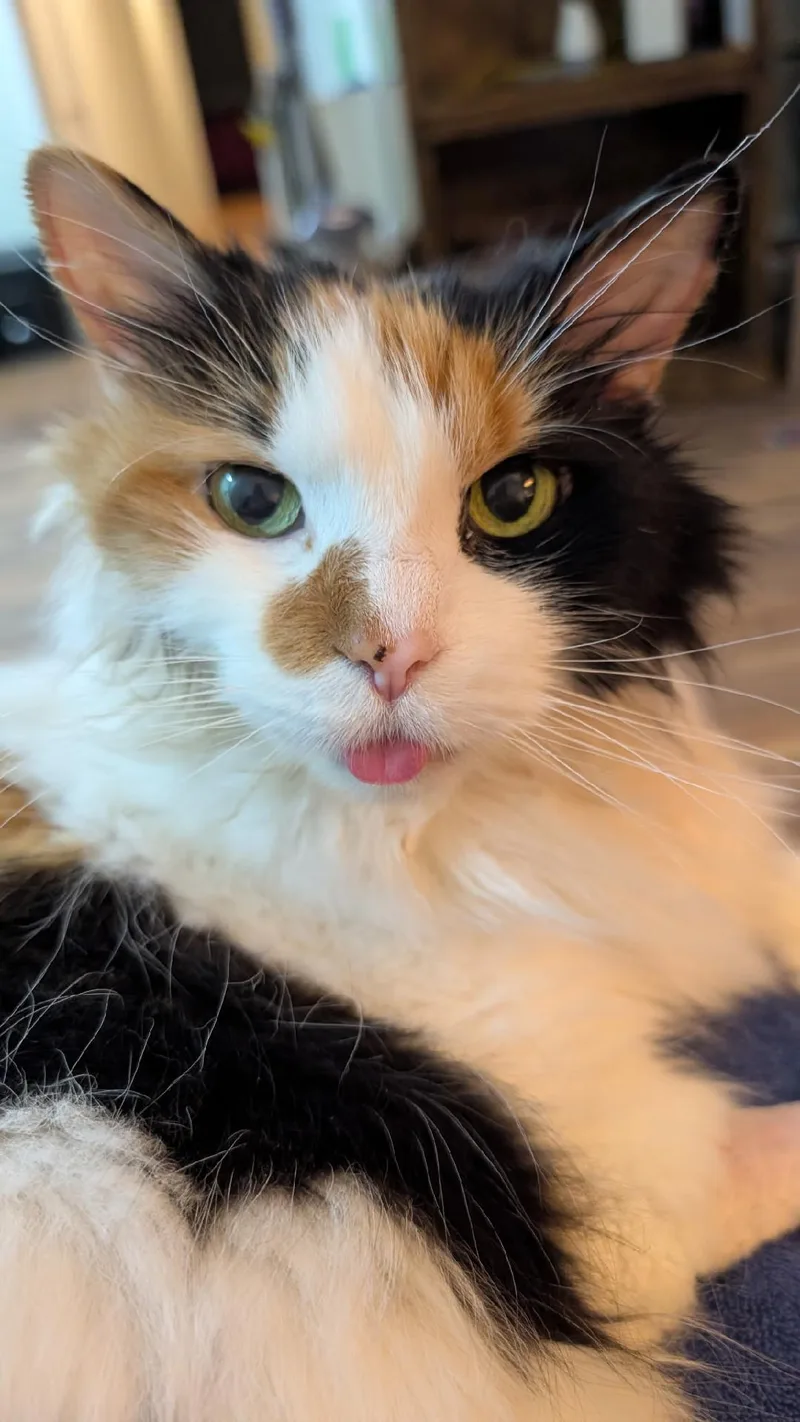 A senior medium-sized female Domestic Long Hair cat named Callie for adoption in Gaithersburg, MD
