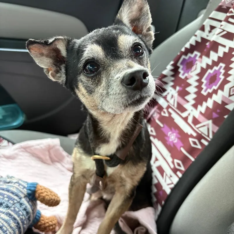 A senior small-sized male Black Chihuahua dog named Buzz for adoption in Birmingham, AL