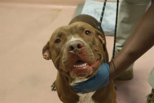 A young large-sized male Mixed Breed dog named Quibble for adoption in Columbia, SC
