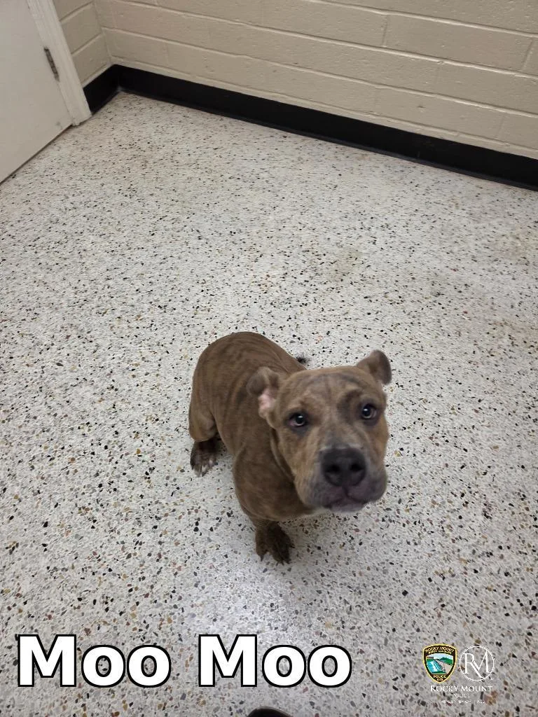 A baby small-sized female Pit Bull Terrier dog named Moo Moo for adoption in Rocky Mount, NC