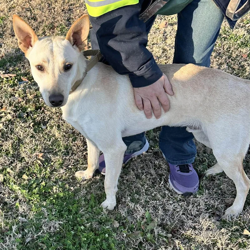 A young medium-sized male White / Cream Shepherd dog named Hunter for adoption in Hopkinton, MA