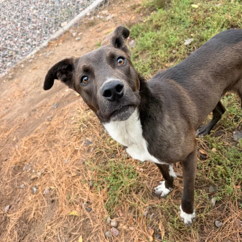 A young medium-sized male Brown / Chocolate Husky dog named Rowdy for adoption in Chippewa Falls, WI