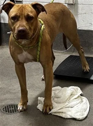 An adult medium-sized female Pit Bull Terrier dog named Penny for adoption in Upper Marlboro, MD