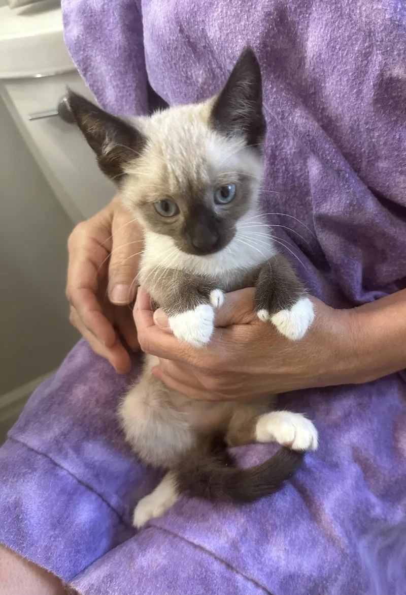 A young medium-sized female Siamese cat named Aspen for adoption in Vacaville, CA