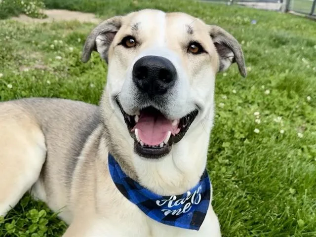 An adult medium-sized male Golden Retriever dog named Rusty for adoption in Pueblo, CO