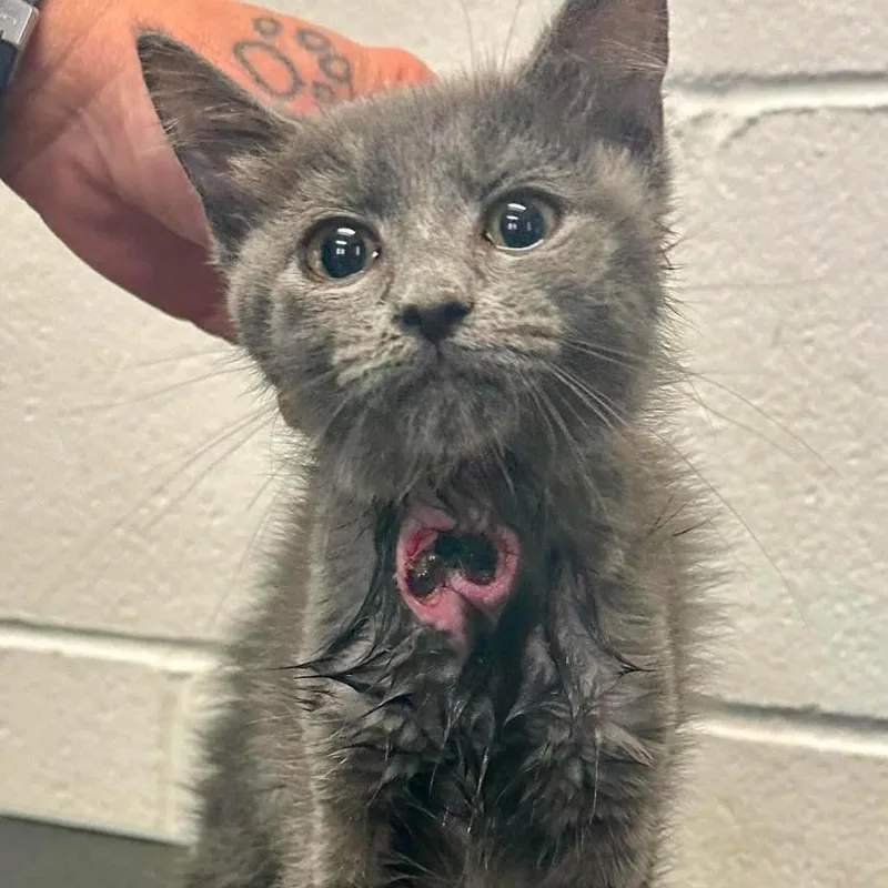A baby small-sized female Gray / Blue / Silver Domestic Short Hair cat named Gelato C for adoption in Princeton, MN