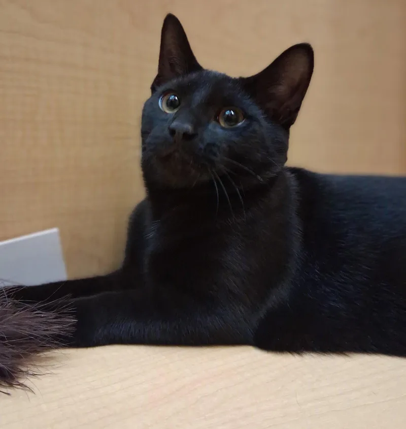 A young medium-sized male Black Domestic Short Hair cat named Sweet Kirkland for adoption in Cuyahoga Falls, OH
