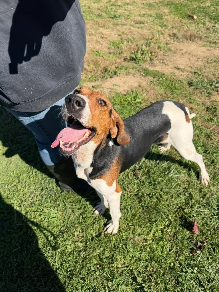 An adult medium-sized female Coonhound dog named Oakley for adoption in Pierceton, IN
