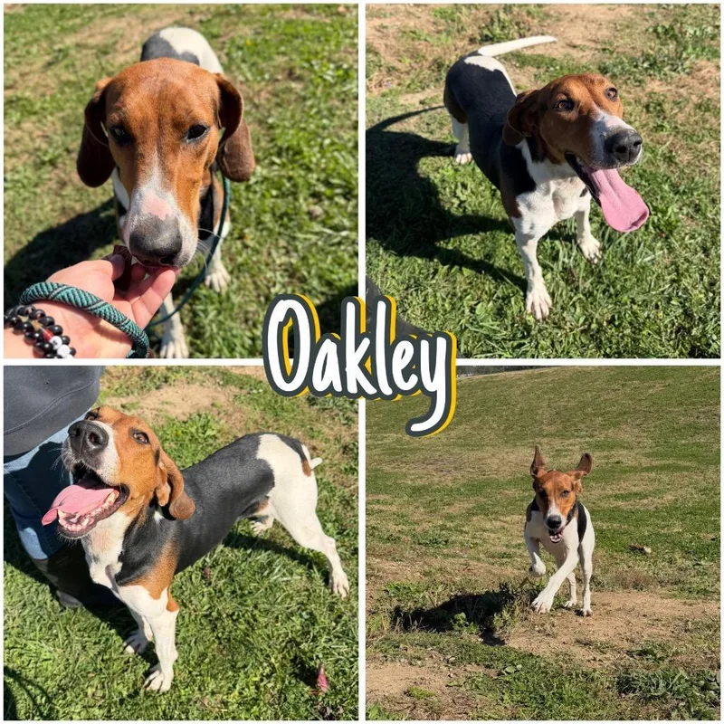 Oakley thumbnail 3